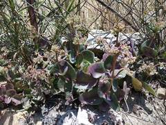 Hylotelephium caucasicum