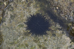 Echinometra vanbrunti