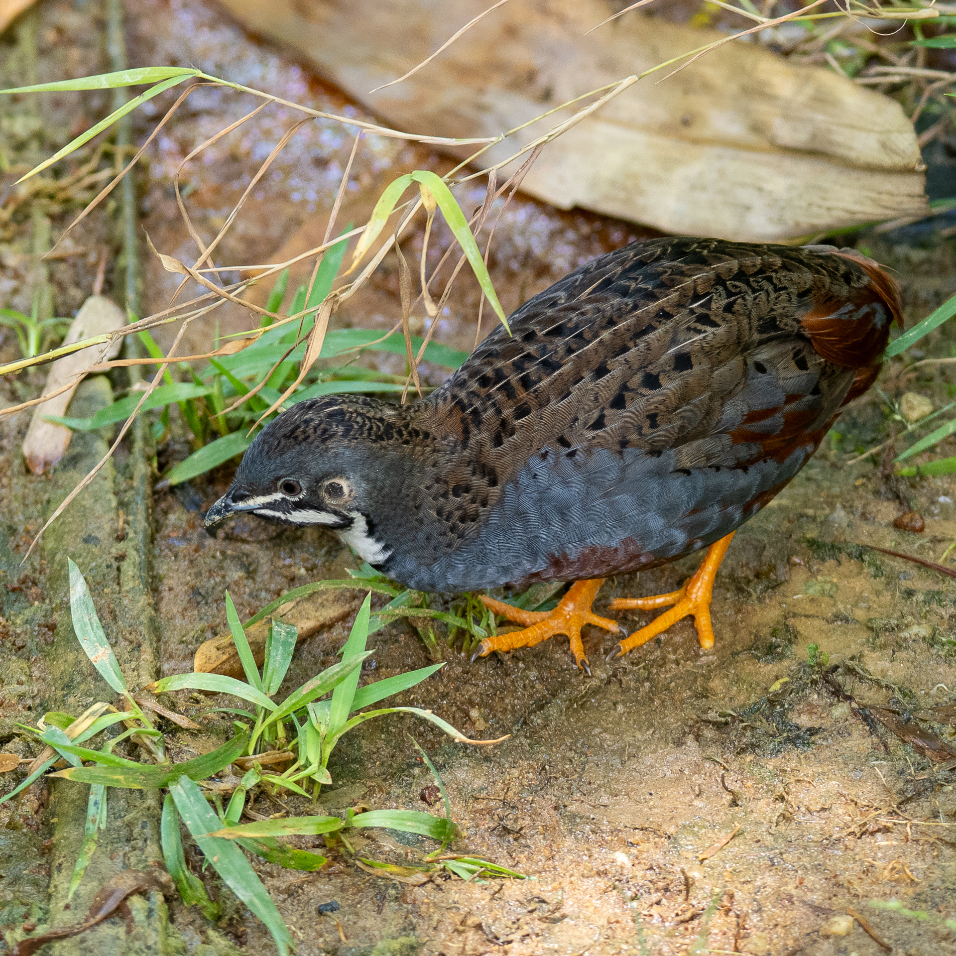 King Quail (Synoicus chinensis), photo 2