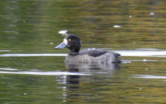 Aythya fuligula