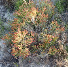 Passerina galpinii