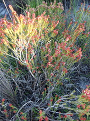 Passerina galpinii