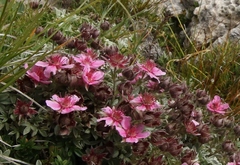 Potentilla nitida