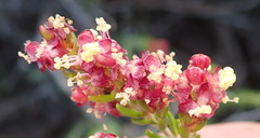 Passerina galpinii