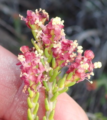 Passerina galpinii