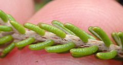 Passerina galpinii