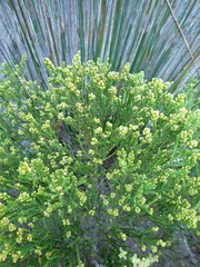 Passerina paleacea