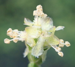 Passerina paleacea