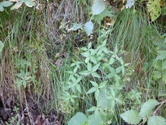 Galium valantioides
