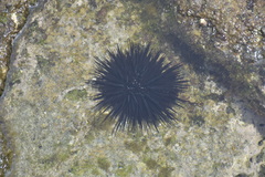 Echinometra vanbrunti
