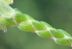 Passerina paleacea