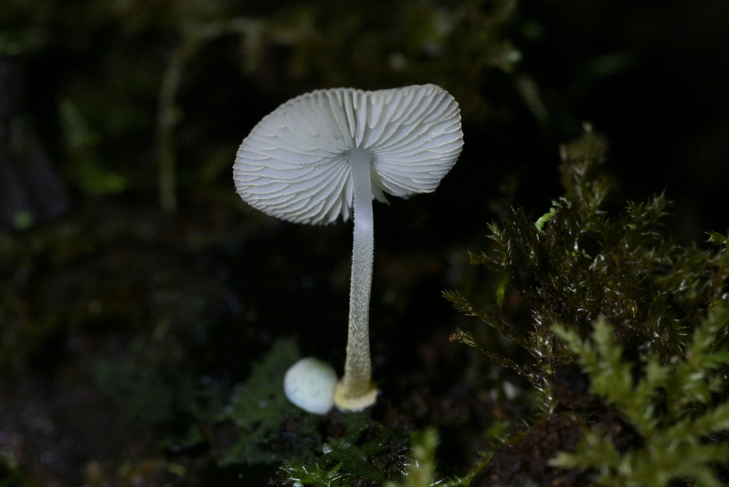 Mycena interrupta · April 2025 · photo: © christopherstephens (iNaturalist, cc-by)