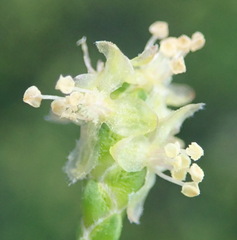 Passerina paleacea