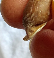 Cyclodontina inflata