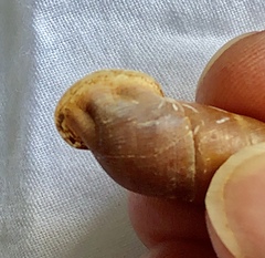 Cyclodontina inflata