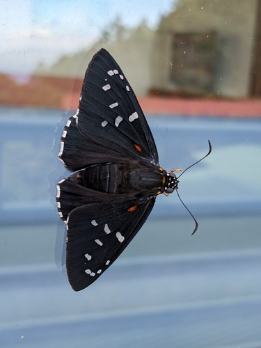 Melanopyge erythrosticta