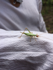 Oecanthus californicus