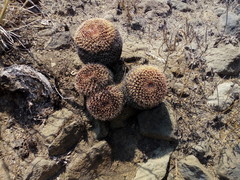 Mammillaria karwinskiana karwinskiana