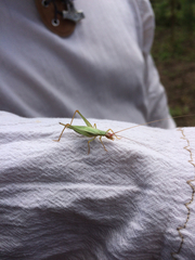 Oecanthus californicus