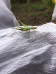 Oecanthus californicus