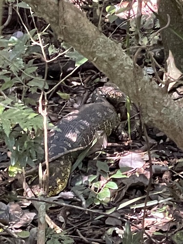 Coastal Carpet Python sighting
