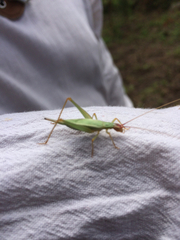 Oecanthus californicus