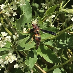 Euodynerus crypticus