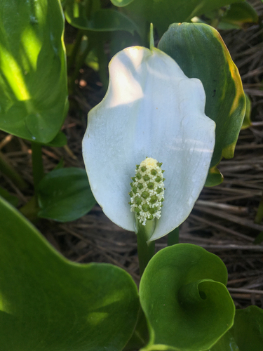 Calla