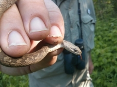 Nerodia sipedon insularum