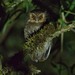 Long-whiskered Owlet - Photo (c) Eric Carpenter, some rights reserved (CC BY-NC), uploaded by Eric Carpenter
