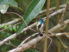 Loddigesia mirabilis