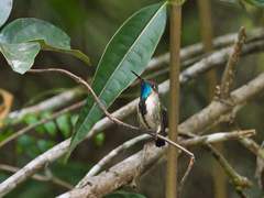 Loddigesia mirabilis