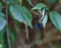 Loddigesia mirabilis