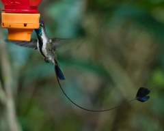 Loddigesia mirabilis