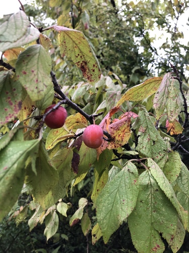 Prunus mexicana