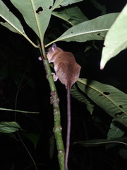 Zeledon's Mouse Opossum photo 2