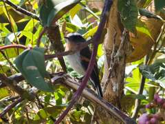 Ochthoeca rufipectoralis