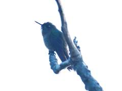 Chalcostigma ruficeps