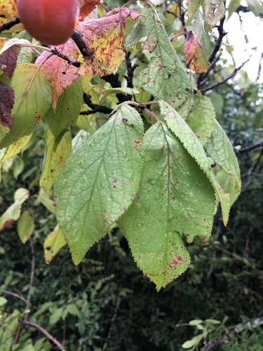 Prunus mexicana