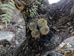 Mammillaria karwinskiana karwinskiana