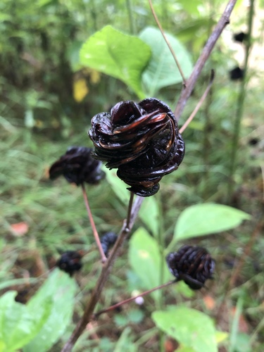 Illinois bundleflower
