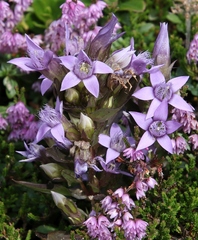 Gentianella anisodonta
