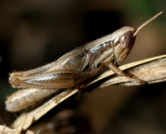 Spathosternum prasiniferum