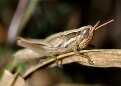 Spathosternum prasiniferum