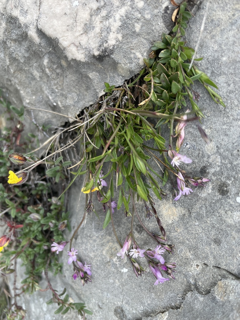 Polygala sardoa
