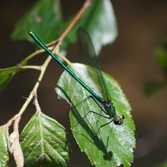 Calopteryx angustipennis
