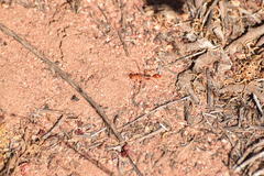 Ammophila wrightii