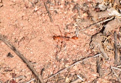 Ammophila wrightii