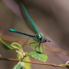 Calopteryx angustipennis