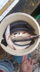 Atractosteus tropicus